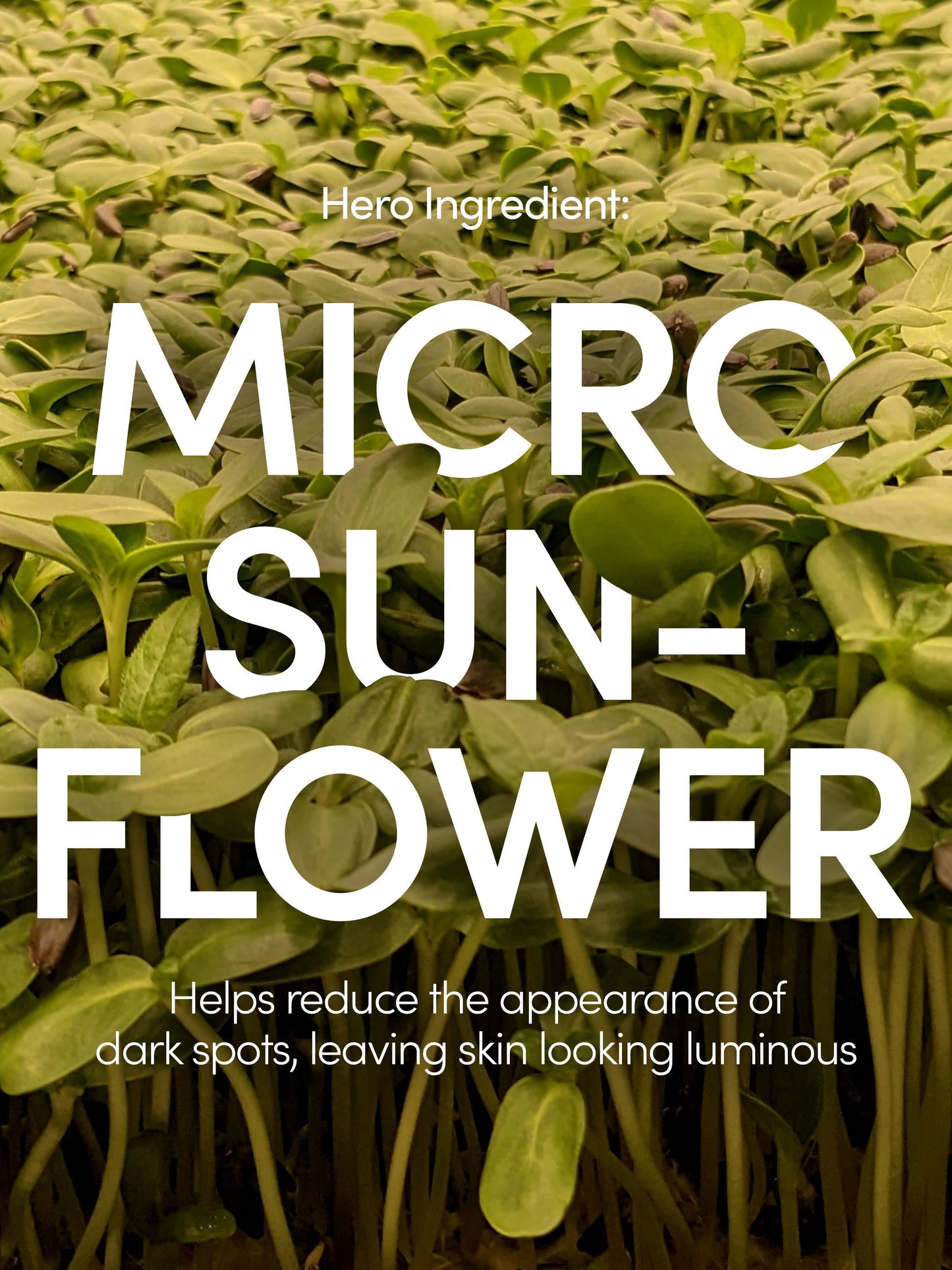 Glowing Complexion Serum | 30 ml // 1.01 fl oz | Information Image 2 | Uncommon Beauty